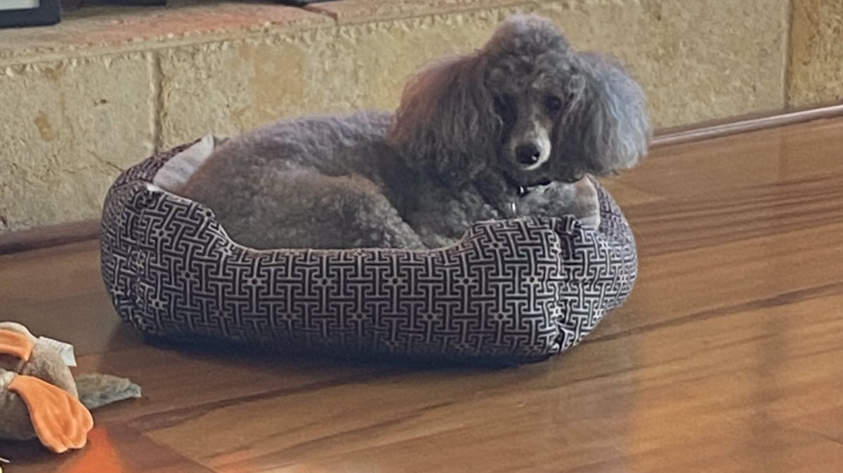 NanaLifeRocks's tweet photo. Did you say car ride….
#dogslife https://t.co/LemoCOfKlP