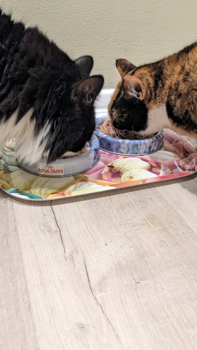 Thanks to @PetsatHome Romford and their customers for the kind food donation. Foster cats Toffee and Bounty are enjoying dinner after their trip to the vets #catrescue #adopt #essexcats #romford