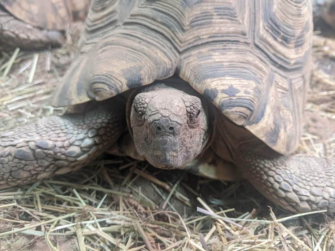 After a long period of being off-show, our leopard tortoises are now on display in our new Animal Training &amp; Enrichment Academy! They share a house with our giant sulcata tortoises!

The Academy is now accessable on weekends to Wildlife Park visitors. 🐢