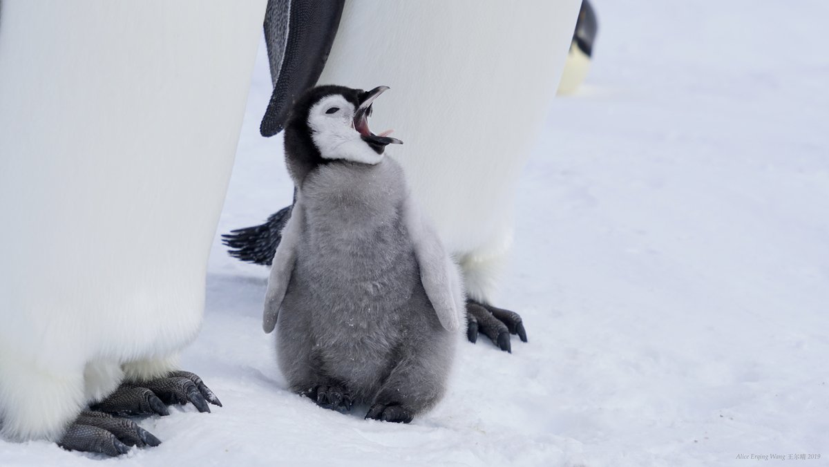 Antarctic_ALE's tweet photo. That Monday feeling...
📷: Alice Wang

#antHEARTica #penguinlove #polarlife #discoverthecold https://t.co/1SJLsO8s9I