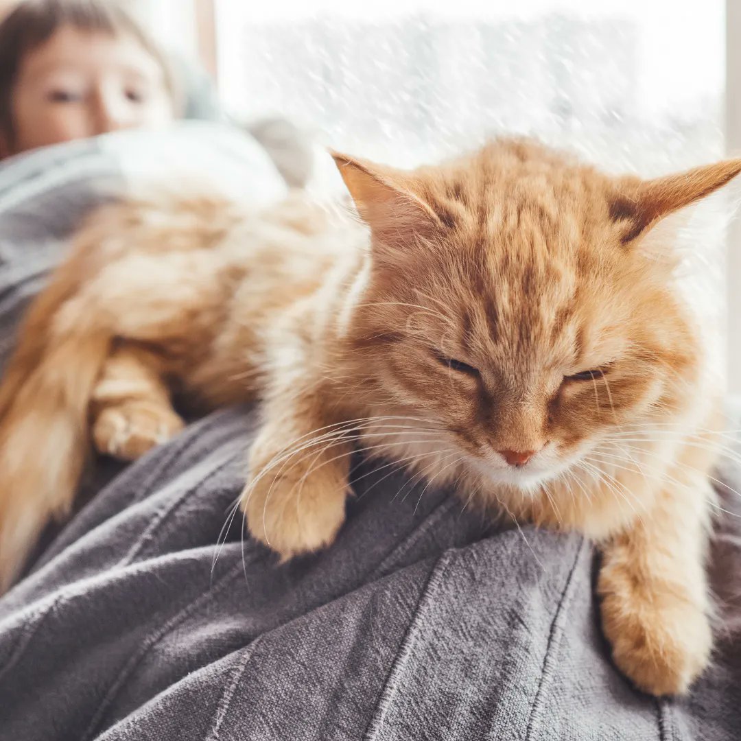 Urine Off Pet Products tweet media