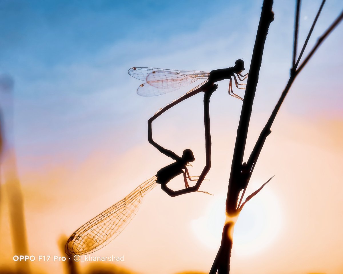_khanarshad's tweet photo. Damselflies!!

#OPPOShapeofLight 
#ShotonOPPO 
#OPPO 
#OPPOCreators
#MobilePhotography 
@OPPOCareGlobal @OPPOCareIN @OPPO @colorosglobal @OPPOArabia https://t.co/uKXAg88ZIf