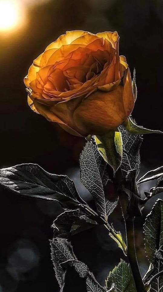 Beautifull 🧡🖤