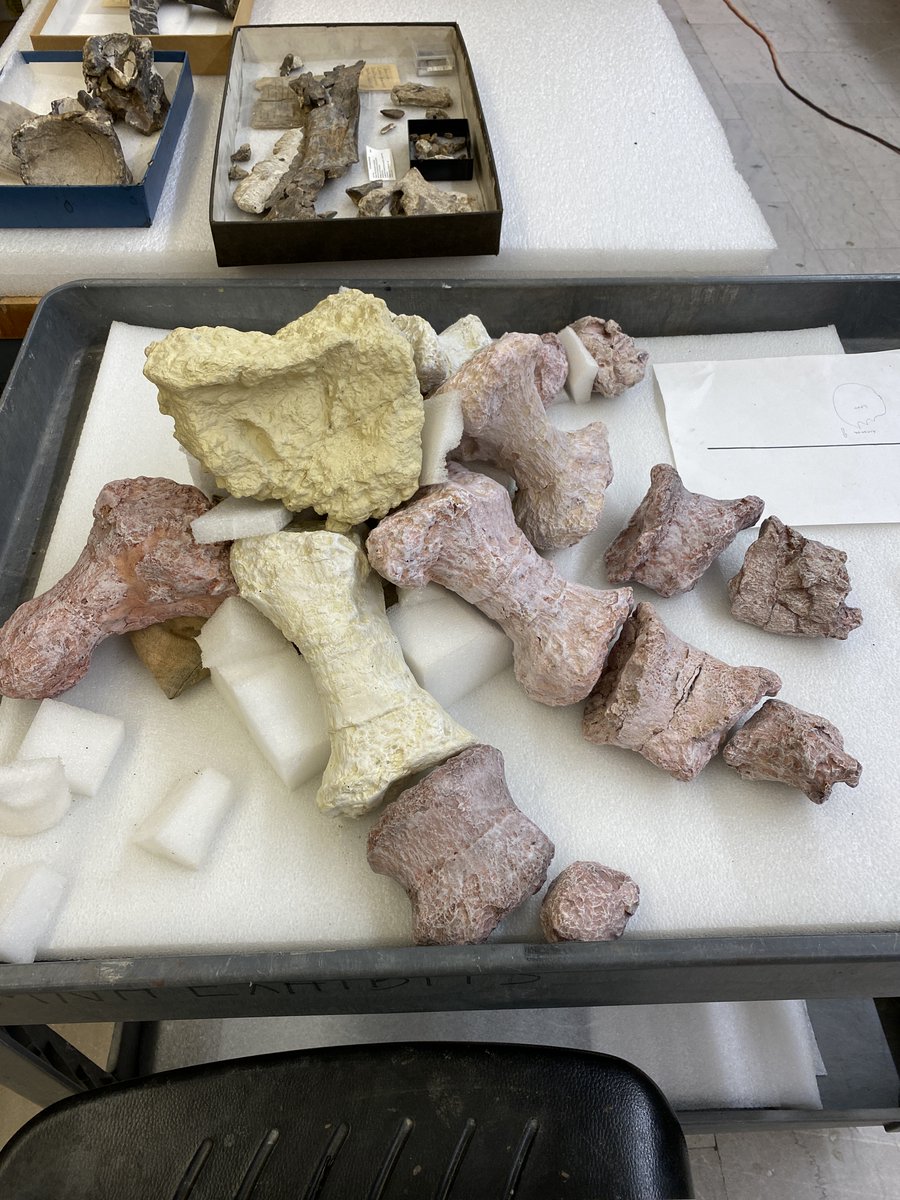 While many of the fossils in PaleoLab are real, occasionally what you see is a cast, or replica. Pictured here is a cast of a massive fossil hind foot from a dinosaur called Notocolossus. 

1/4