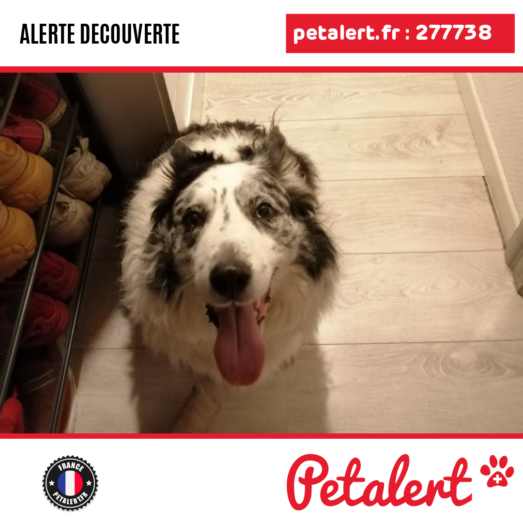 petalert_france's tweet photo. Trouvé #Chien #BasRhin #Walbourg #Petalert #PetAlert67 / https://t.co/fcn7ymwstS https://t.co/T68mFtEZ4Y