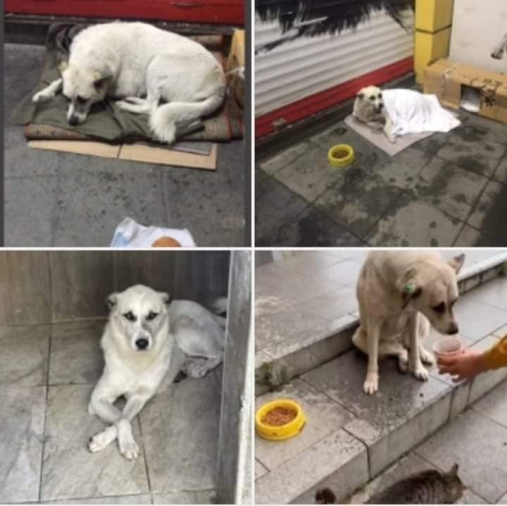 NesrinByr's tweet photo. @muhabirgunes 

#Zeytinburnu #Telsiz #Mahallesi 84 sokağın eğlencesi,

Sadece sokağımızın değil herkesin sevdiği,

#Küpesi ve #aşıları tam olan

#BEYAZ nerede?

#ibb
#ekremimamoğlu

3 gündür yok, sessiz sedasız nereye alınıp götürüldü, https://t.co/tXkTjAjHrv