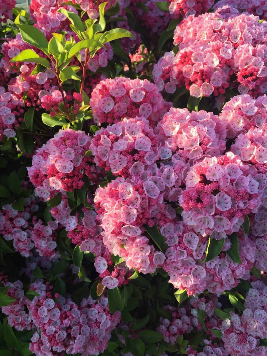 🌿🌼🧺 tweet media