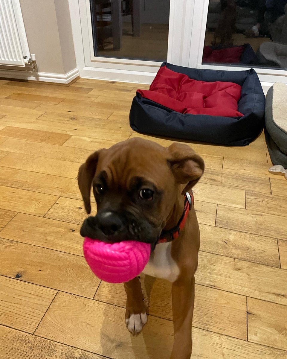 Don’t be fooled by the cuteness 😈