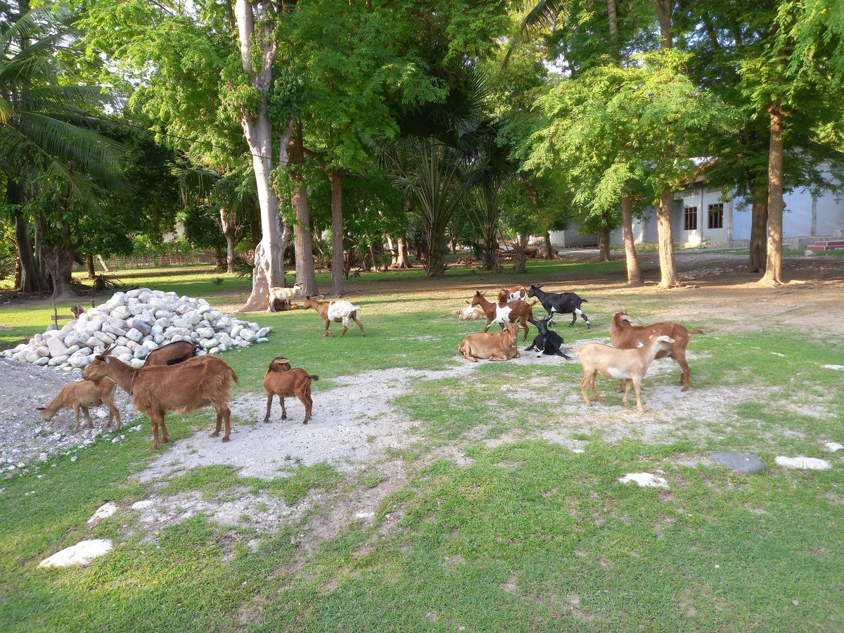 Alo Bria tweet media