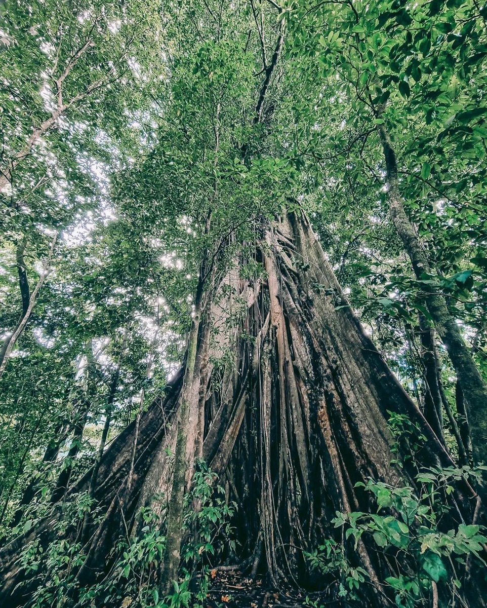 VisitSVG's tweet photo. The Vermont Nature Trail takes you through lush rainforest with an amazing variety of tropical flora, ending up with beautiful scenery and a chance to see the famous St. Vincent Parrot in its natural habitat.
📷: IG: tequilaross https://t.co/GBRihzFMHV