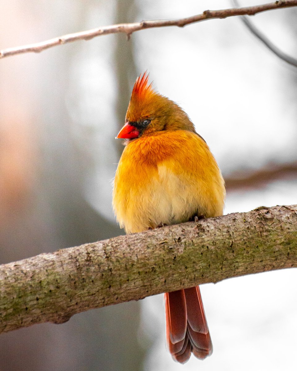 A female Cardinal stops for a fluff… 🟠❄️🔴 They don’t molt into a dull plumage, always breathtaking in winter’s snowy backyards. #WildlifePhotography #Birding