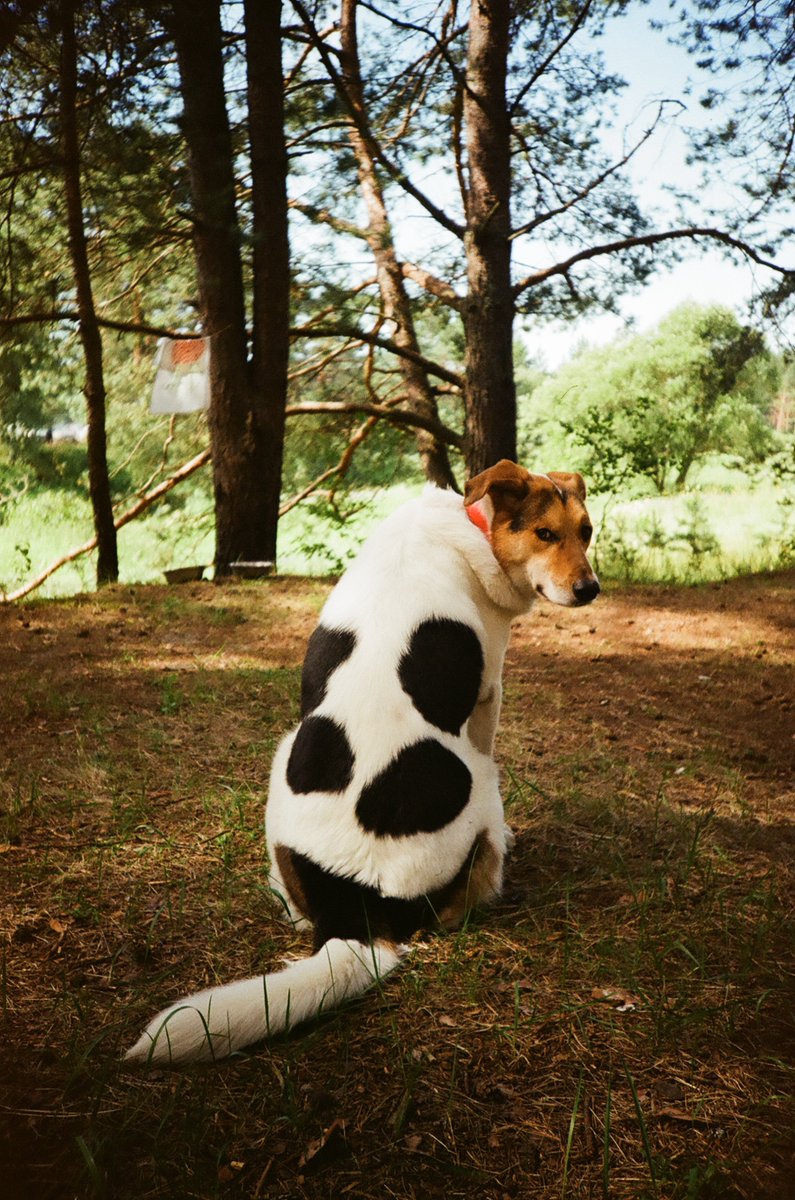 Firs92's tweet photo. @storystellar_ А я красивую собачку https://t.co/qT3mmDB4Oq