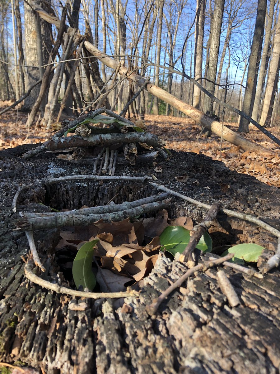 The house I built for fairy Elon Musk, complete with its own “pool” and bridge #COR4240 #NatureAwareness