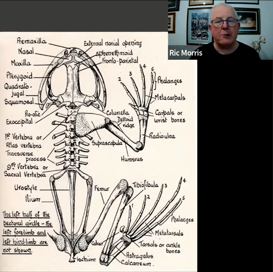 Thank you, @skull_bloke for the great presentation Osteological Oddities just now. And, if you're interested, we have a thriving colony Bennets over here :-)