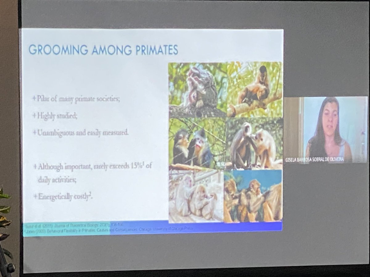 sbprimatologia's tweet photo. More 🇧🇷 at #IPSQuito. Gisela Sobral is remotely presenting a talk about grooming among primates at the social behavior session. #primatology #brazilscience #BrazilianPrimatology @IPS_PrimateNews https://t.co/w7ViqdrlXU