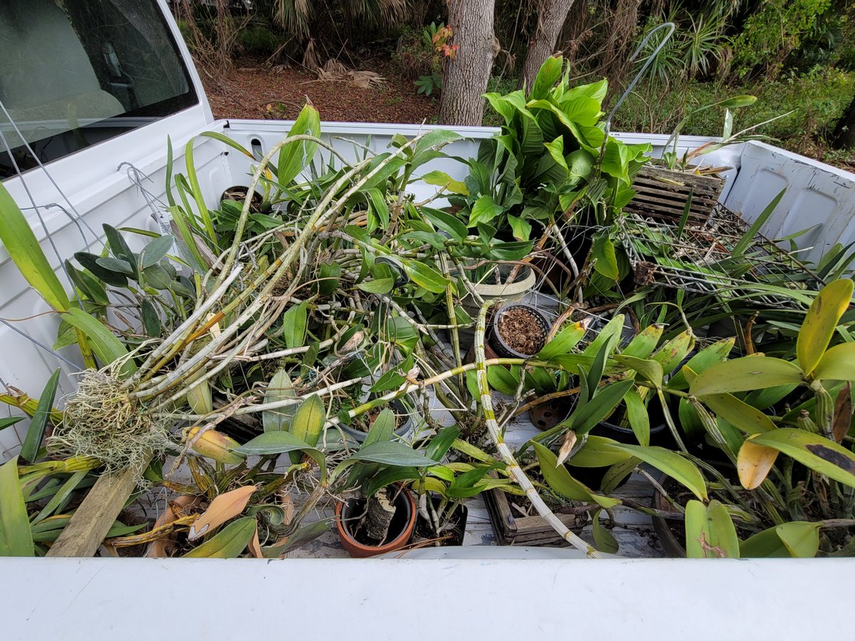ConnieYurkus's tweet image. The yard orchids have arrived...or most of them anyways. It was a fun day of pitching broken, rotted things into a dumpster. I really need a gardener with big muscles for this kind of stuff. #OrchidExerciseProgram #OrchidPond #orchids ...ow