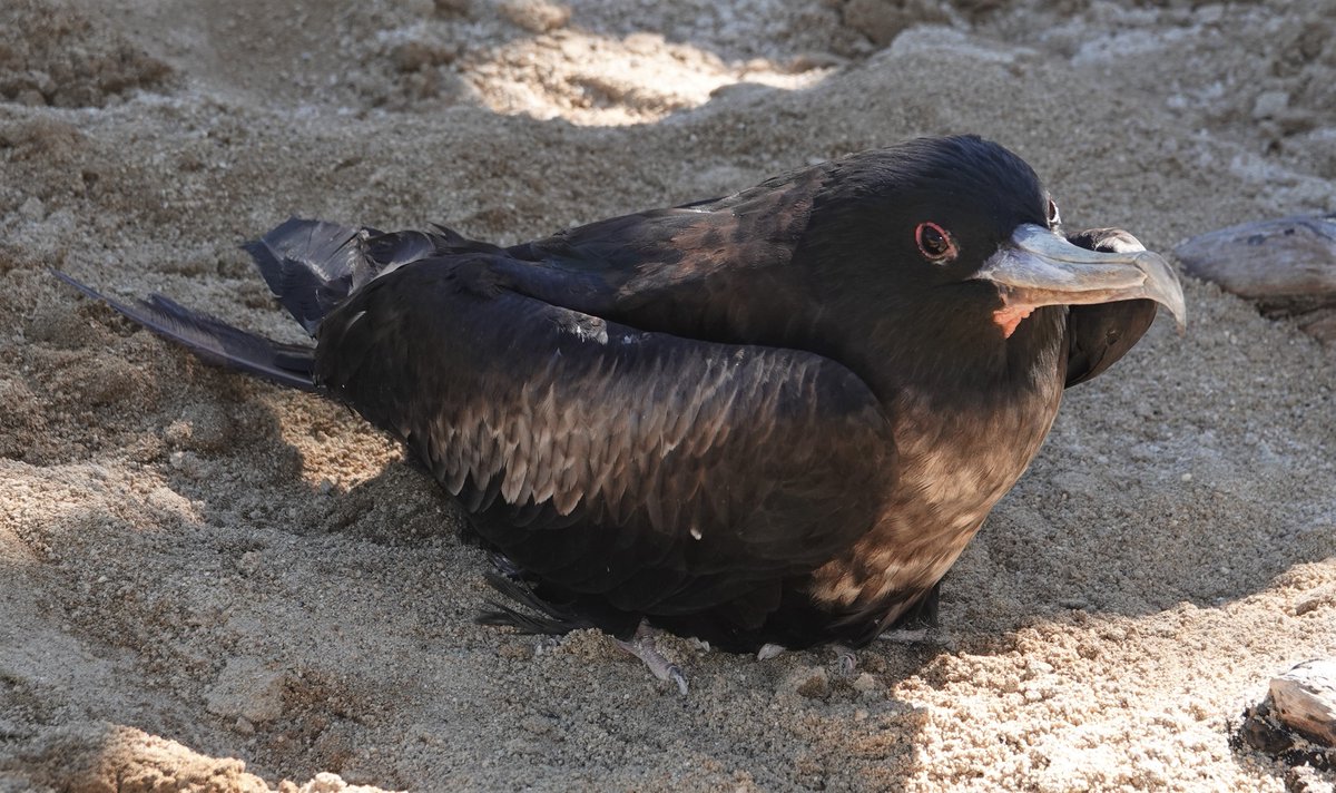 SeaLifePark's tweet photo. Don't miss out on our renovated Seabird Sanctuary blessing this Saturday, January 15, at 11:15 am! 

From 1/6– 1/13, the community can vote to name two sanctuary birds by either going online at https://t.co/BfttNFYNVq or stopping by the ballot box at the park’s entrance! https://t.co/Ba7Opmw1rN