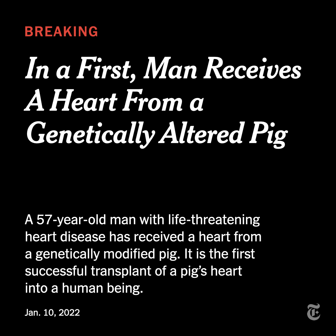 Breaking News: A man received a new heart from a genetically modified pig, a medical first that offers hope to hundreds of thousands of patients with failing organs. nyti.ms/3FbILTZ