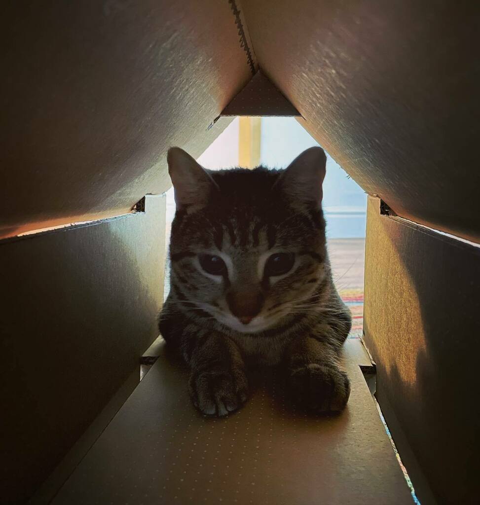 Cat house #tabbiesofinstagram #catsofinstagram #cats #recycle instagr.am/p/CYkDw08Ik_0/
