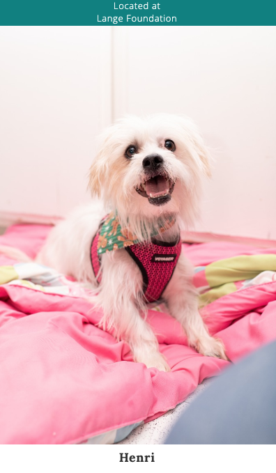 mplusmcreative's tweet photo. What a cute guy @langefoundation #dogrescue #animalrescue #LosAngeles https://t.co/jBdGtwOHEJ