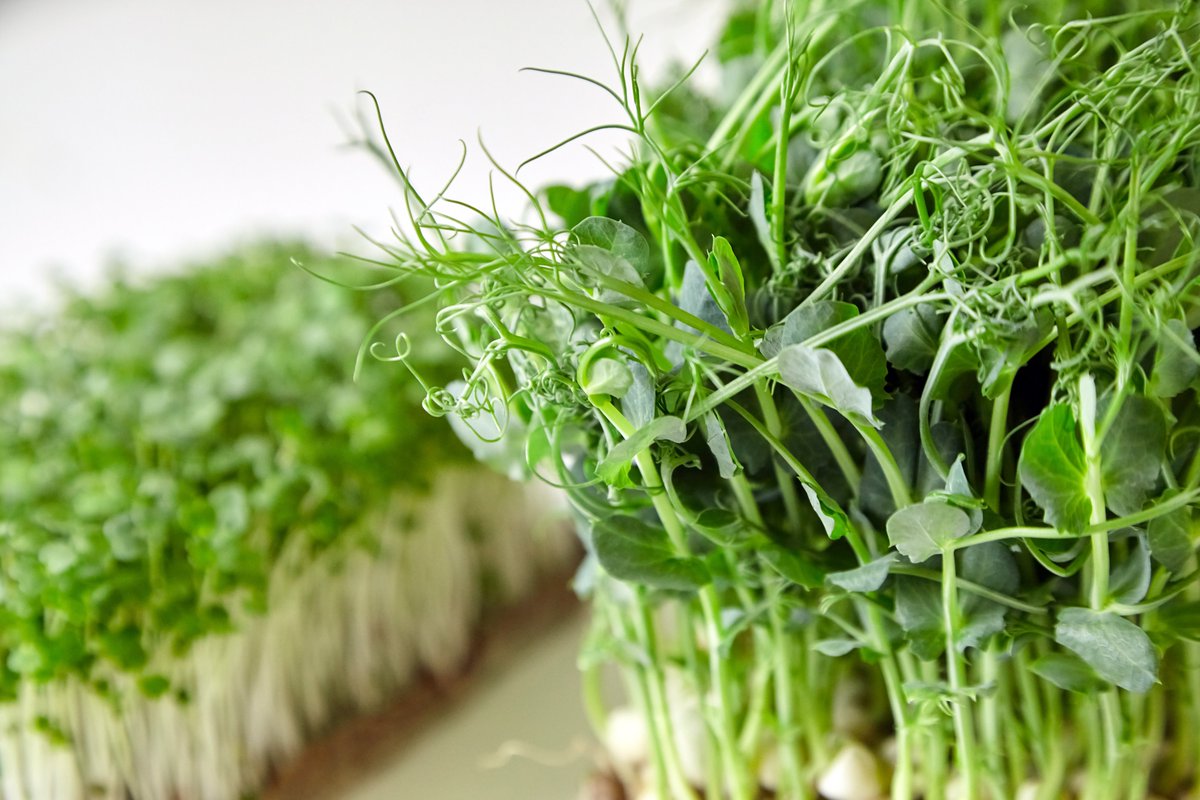 Want to learn more about innovative farming and growing methods?