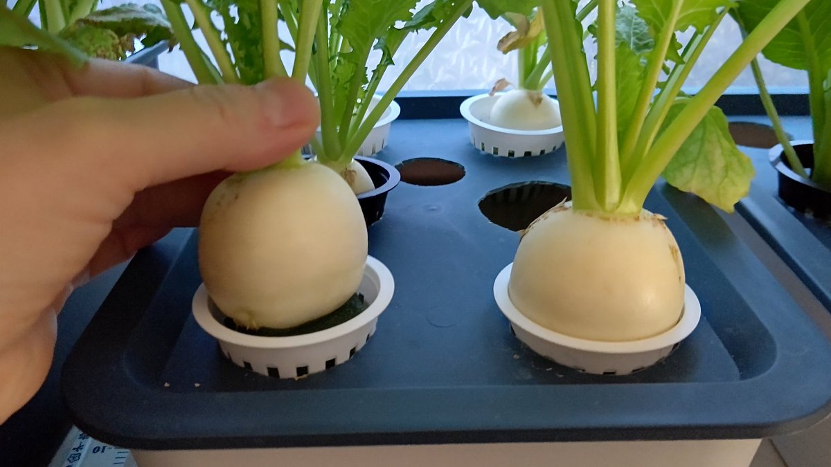 すもも (@pearlwhite736) / Posts / X