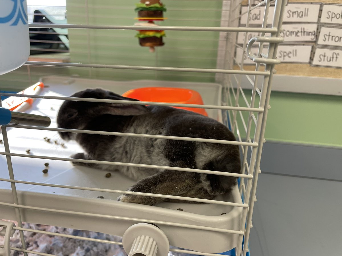 Einstein enjoyed his first day at school. Ss we’re excited to meet him. #classpet #2ndgrade