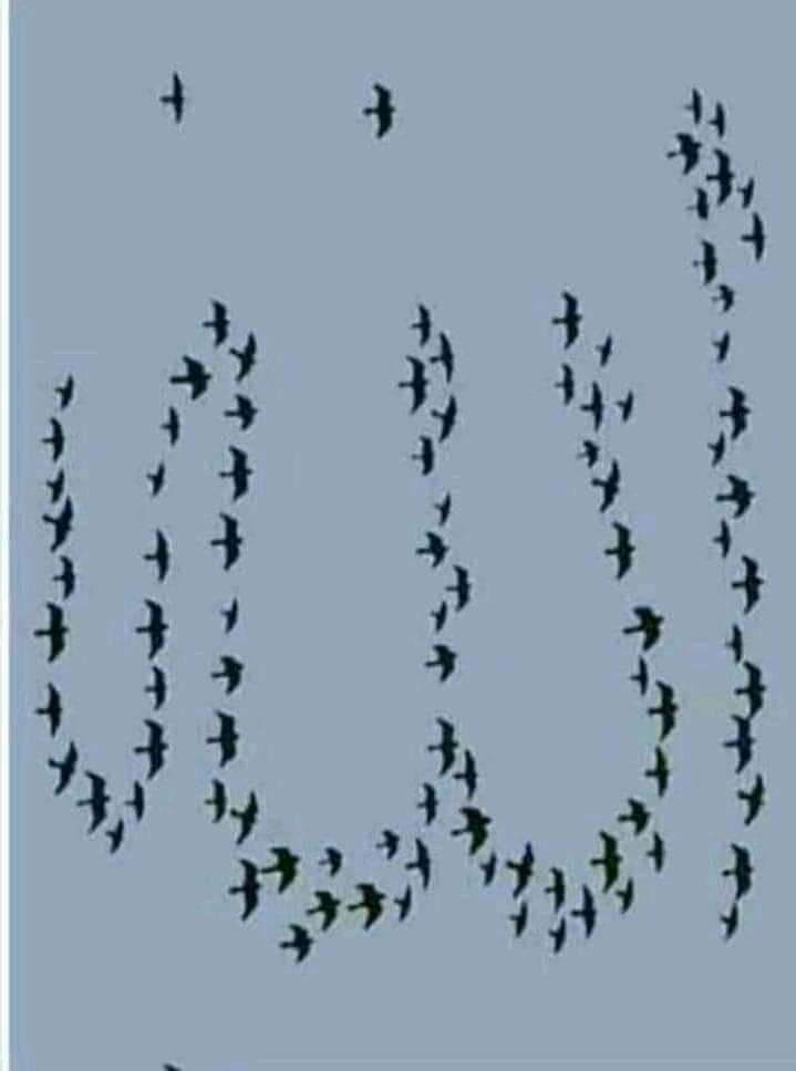 Ali mahammad Ali zada (@alimlyzadh_ly) on Twitter photo 