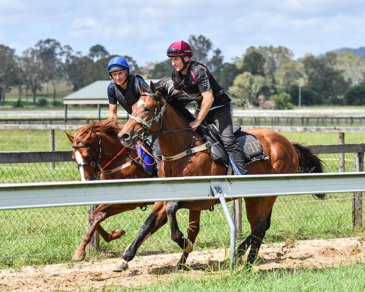 European import Sir William Bruce (IRE) (by Galileo) @CoolmoreAus is commencing his build up toward the QLD winter at @Fenwick_Farm ahead of moving to trainer @gollanracing. Sir William Bruce (IRE) is one of four imports we secured last year via @sboman78 #AllGold #OnTrack