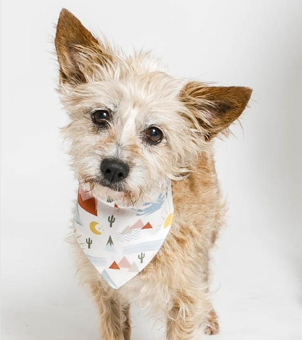 LCALrescue's tweet image. Sometimes #shelterdogs r overlooked because they r shy or hesitant or hiding their light under a bushel of past rejection. They ask only that you take a second look &amp;amp; see the #dog beneath, who wants to blossom under your care. LastChanceAtLife.org