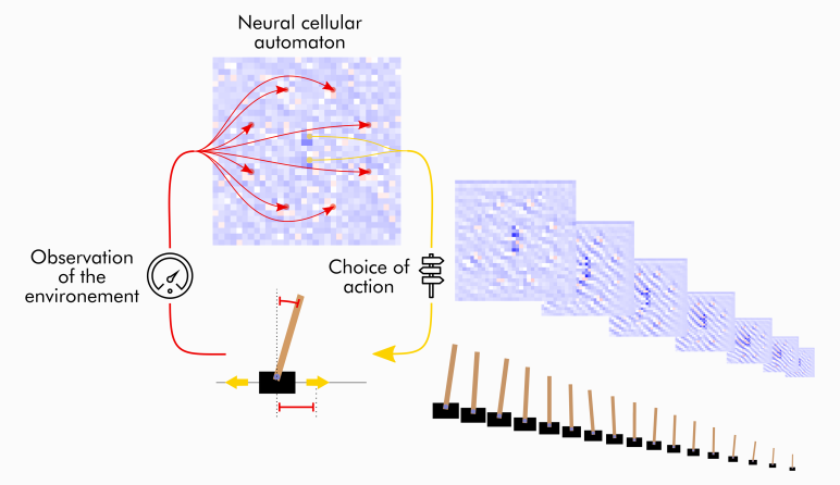 Now officially published #openaccess as 1st article of the 1st volume of <a href="/crosslabstokyo/">CrossLabs</a>'s journal "Innovations in Machine Intelligence"

➡️ crosslabs.org/articles/imi-2… 

#SelfOrganizedControl #NeuralCA <a href="/A_Variengien/">Alexandre Variengien</a> <a href="/SidneyPontesF/">Sidney Pontes-Filho</a> <a href="/TomEivindGlover/">TomEivindGlover</a> <a href="/DeepCA_NFR/">DeepCA</a> <a href="/SocratesNFR/">SocratesNFR</a> <a href="/OsloMetAI/">OsloMet AI Lab</a>