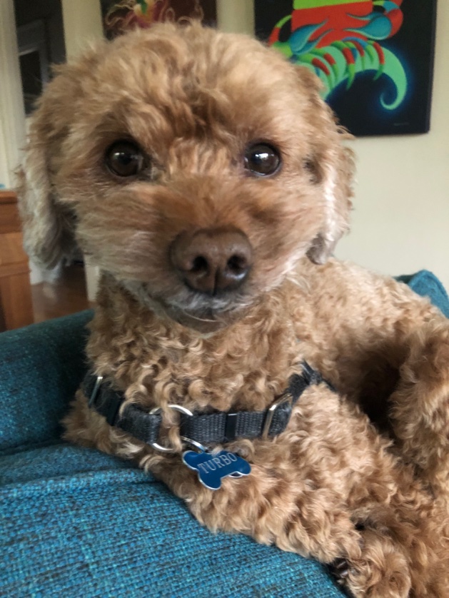 AnneBeanTweets's tweet photo. @Argossmargos Here’s some confusing dog physics for your amusement. https://t.co/nkmqaoMiHd