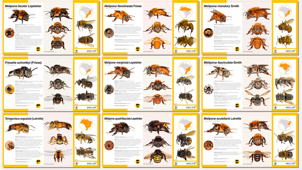 Caso você tenha perdido, no final do ano passado, a A.B.E.L.H.A e o ICMBio lançaram as primeiras 15 fichas catalográfica de uma coleção de 60 espécies de abelhas sem ferrão relevantes para a meliponicultura brasileira.

Confira e baixe as primeiras fichas: zcu.io/iC5o