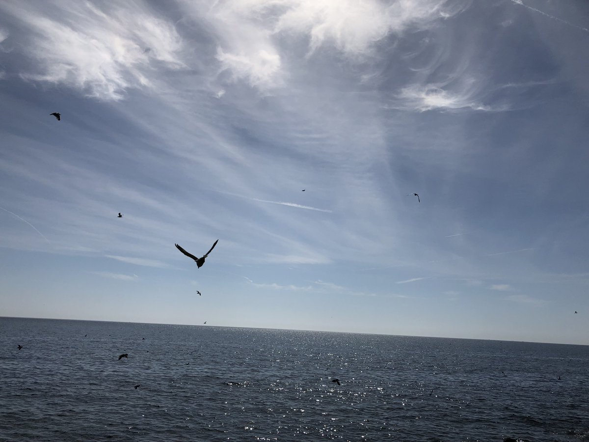 Mark Jessopp (@gannetguy) on Twitter photo 2+ year postdoc - aerial surveys for marine megafauna in Irish waters. Excellent NE Atlantic species ID and species distribution modelling experience required. Details at: my.corehr.com/pls/uccrecruitβ¦
<a href="/MaREIcentre/">MaREI</a> <a href="/uccBEES/">Biological, Earth & Environmental Sciences, UCC</a> <a href="/SEAI_ie/">SEAI</a> @Dept_ECC <a href="/DeptHousingIRL/">Department of Housing, Local Government & Heritage</a> 2+ year postdoc - aerial surveys for marine megafauna in Irish waters. Excellent NE Atlantic species ID and species distribution modelling experience required. Details at: my.corehr.com/pls/uccrecruitβ¦
<a href="/MaREIcentre/">MaREI</a> <a href="/uccBEES/">Biological, Earth & Environmental Sciences, UCC</a> <a href="/SEAI_ie/">SEAI</a> @Dept_ECC <a href="/DeptHousingIRL/">Department of Housing, Local Government & Heritage</a>