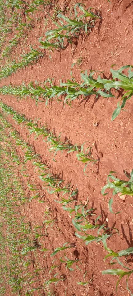 "There is no faith that is greater than that of a farmer. He/she buries a lot of money and goes to sleep smiling. May God bless farmers! Farming is a profession of hope"
<a href="/CropDoc_Onias/">Crop Doctor/Agronomy Consultant</a>