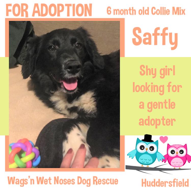 Saffy is a sweet girl who was literally snatched from the jaws of death at the local kill shelter. This lovely lass really likes the company of other dogs &amp; must have one or two in her new home. Info; cren@btinternet.com #AdoptDontShop #adoptmeoffer #dogsoftwitter #dogs #adopt