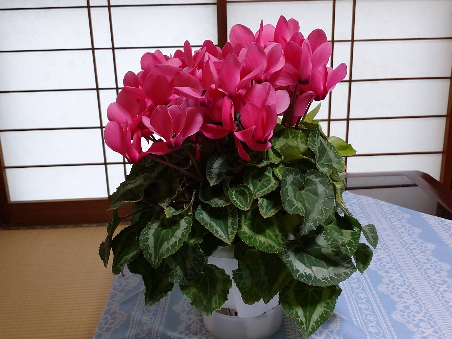 花や自然 趣味のlineスタンプ おはようございます 年末に500円で購入した シクラメン が満開になりました 花言葉 遠慮 はにかみ 内気 花がうつむきがちに咲くことに 由来しています まるで私のようです 赤いシクラメンには 嫉妬 という花言葉も
