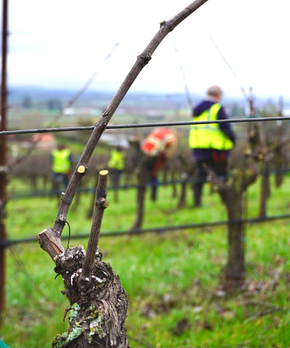 Pruning is one of the most important tasks a vineyard crew has during the winter. The #pruning we do now will impact the volume, quality, and health of our 2022 
#harvest! The members of our team are masters in both cane and spur training.  l8r.it/ioiZ