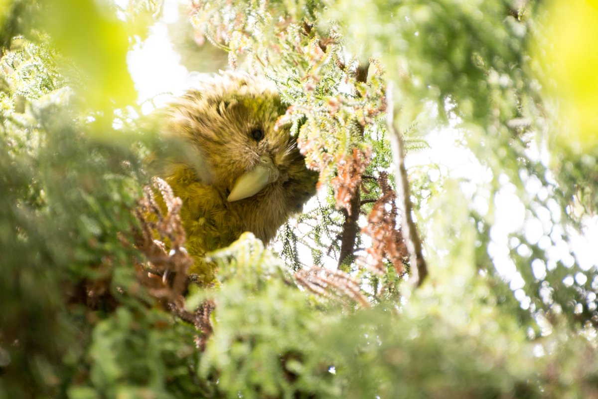 Skaaark!

Kākāpō breeding season has gone off with a BOOM as mating has begun on Whenua Hou and Anchor Island.

Find out more about the latest developments: bit.ly/3tcF8uH

Excitement is as high as the rimu count!

📷: Jake Osborne (bit.ly/3r4iK3P)