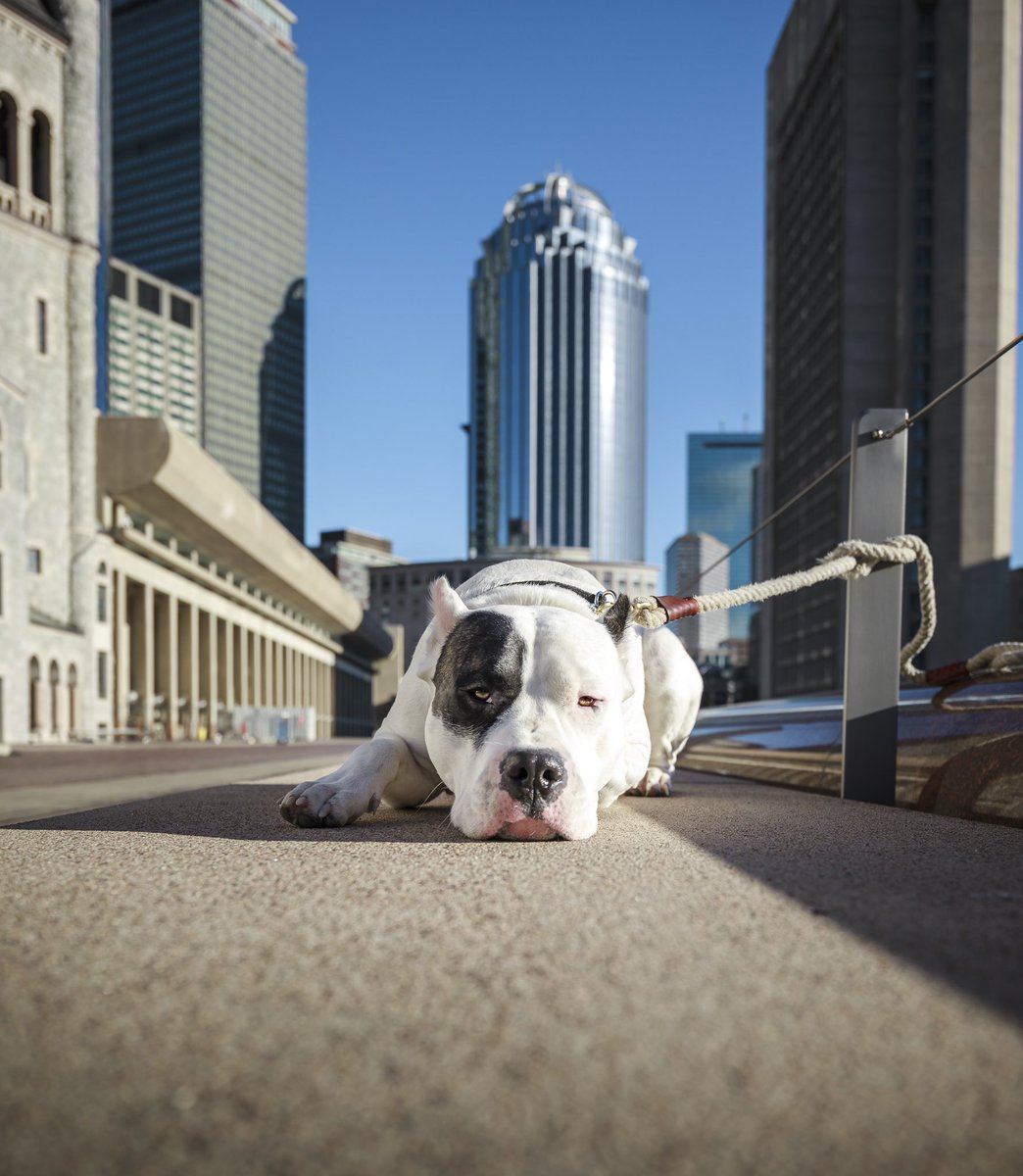JoshJamisonPho1's tweet image. Morning walk around the reflecting pool (without water) #Boston #reflectingpool #dogs #dogoargentino #DogsBehavingVeryBadly