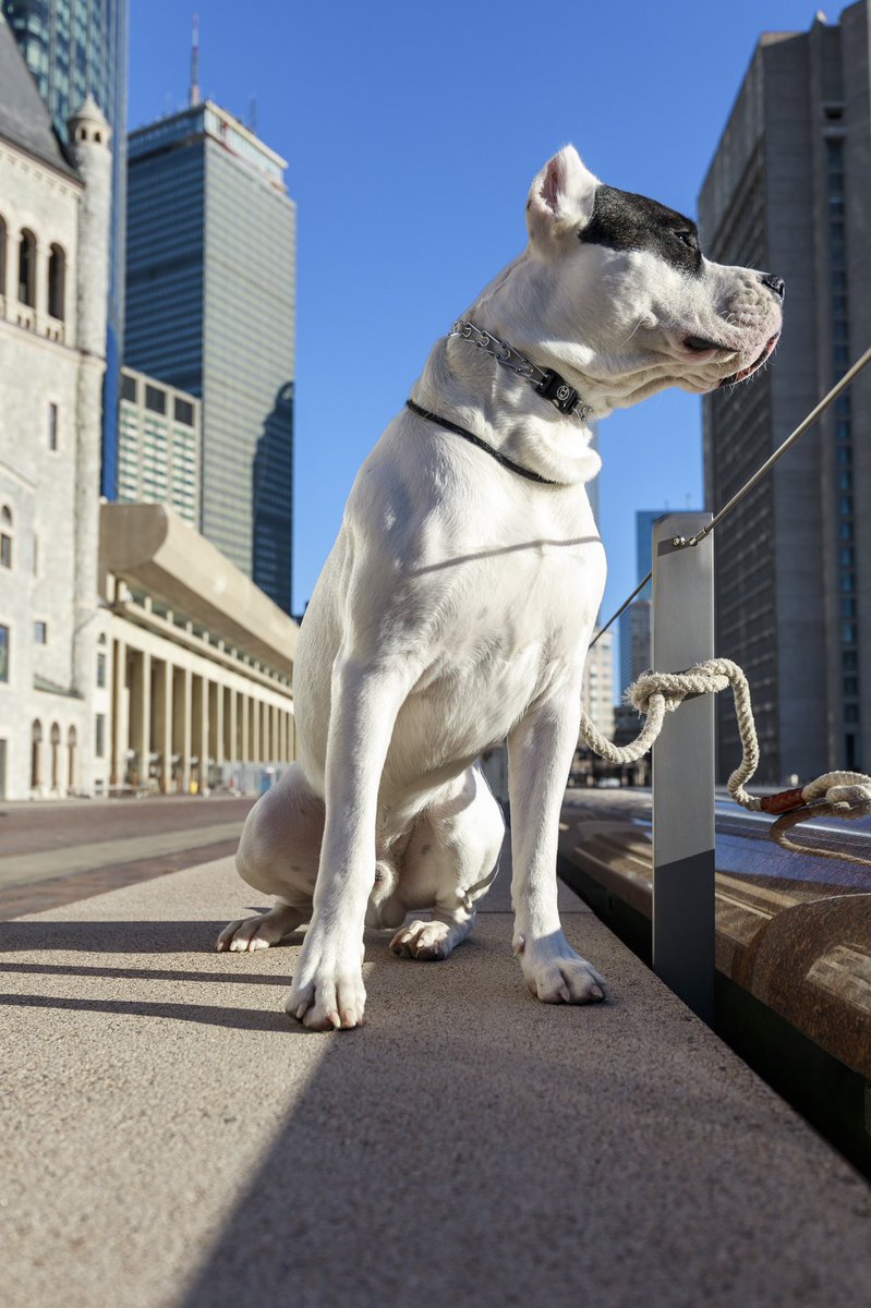 JoshJamisonPho1's tweet image. Morning walk around the reflecting pool (without water) #Boston #reflectingpool #dogs #dogoargentino #DogsBehavingVeryBadly