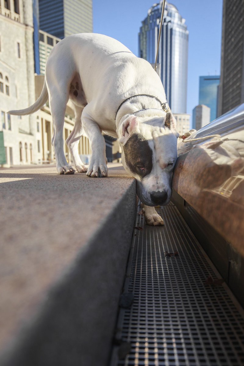 JoshJamisonPho1's tweet image. Morning walk around the reflecting pool (without water) #Boston #reflectingpool #dogs #dogoargentino #DogsBehavingVeryBadly