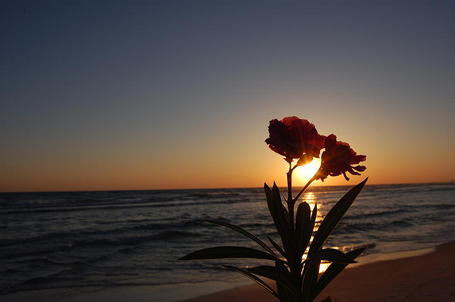 Flower sunset. Море закат цветы. Цветы на закате. Одинокий цветок на закате. Эстетика цветов на закате.
