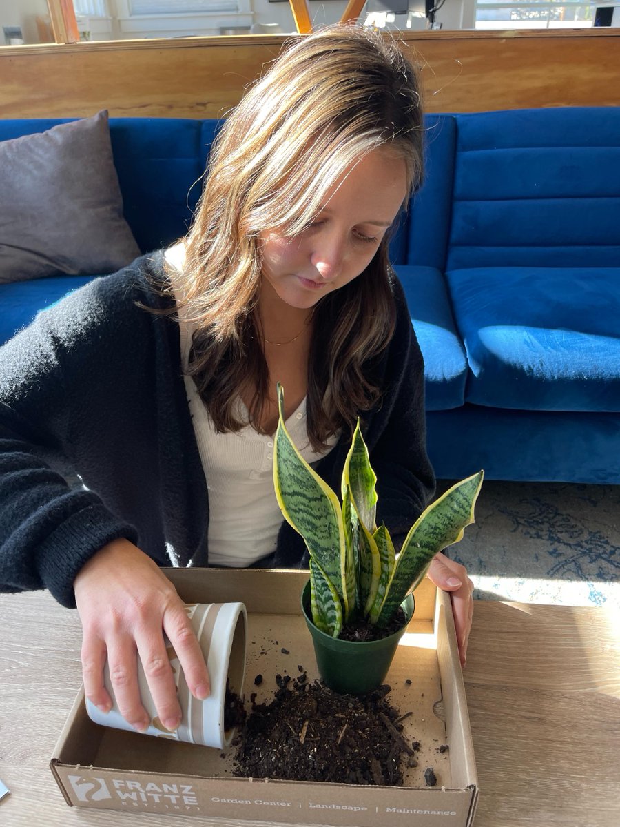TotallyBoise's tweet photo. It's National Houseplant Appreciation Day, and boy do we love our plants from local nursery Franz Witte.
#totallyboise #boise #franzwitte #nationalplantday https://t.co/xLRs45cAav