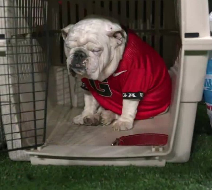 ToneDigz's tweet photo. I’d play so fucking hard for Uga https://t.co/l9Q1F3mIeB