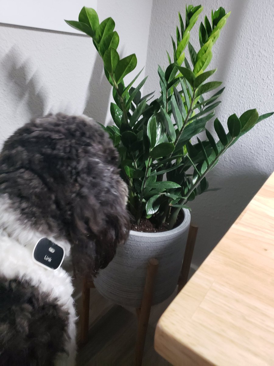 Today is #HouseplantAppreciationDay so I'm checking out the new plant mom got for her office! 🪴 #houseplant #dogsoftwitter