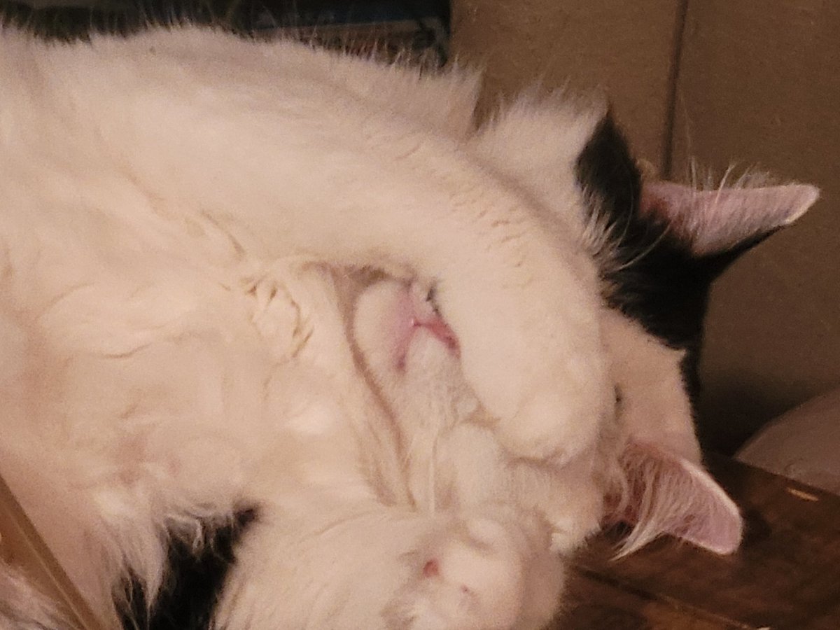 Chris85730923's tweet photo. Silly cat #oreocat #lazykitty https://t.co/Y2v6gKO8KZ