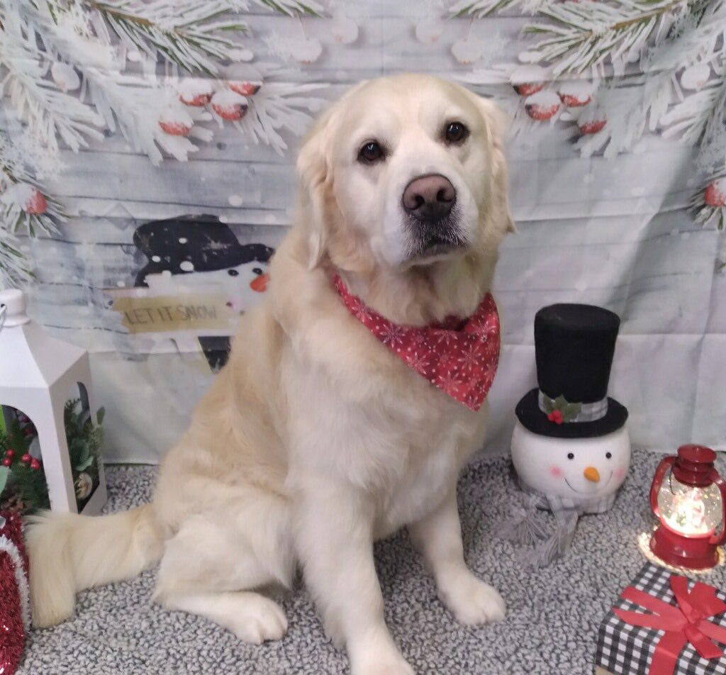hindman_jason's tweet photo. Rocky is the best boy https://t.co/W78AZdAMpD