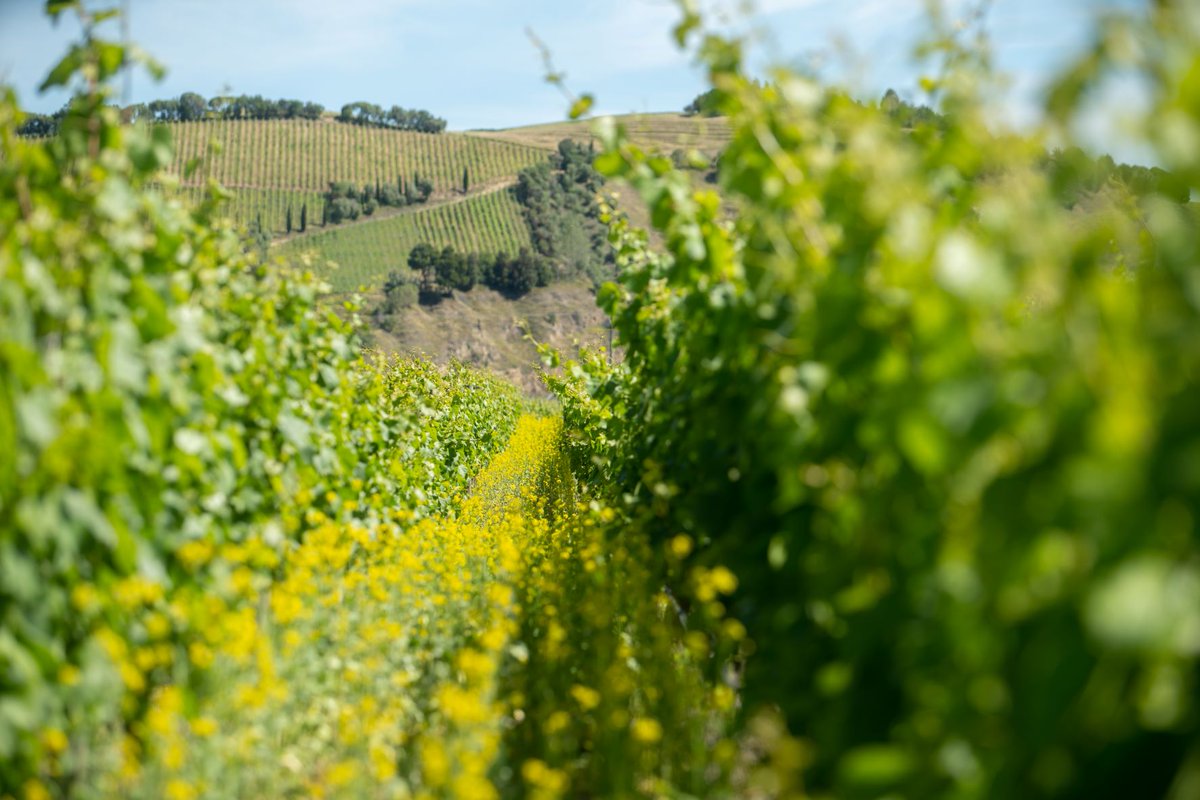 Who knew Chardonnay and mustard were such a good pairing.

#gimblettgravels #covercrops
