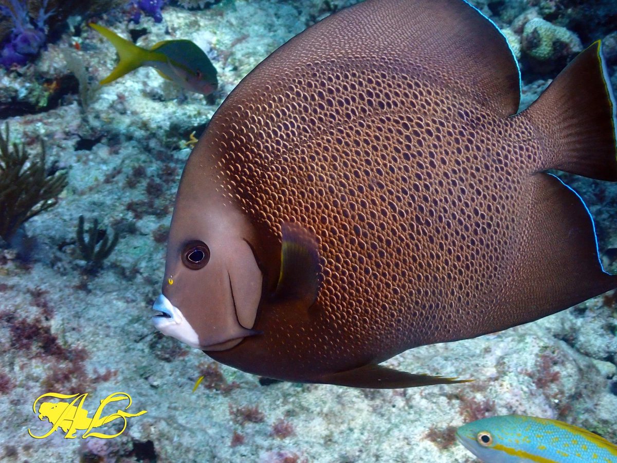 😍🌊🤿😇🐟📸 #scubadiving #scuba #diving #scubadiver #underwaterphotography #underwater #life #atlantic #angelfish #underwaterworld #pictureoftheday #best #picoftheday #photography #ocean #sea #cool #good #instagood #photooftheday #sea #fish #keys #fl #deep #instafun #instacool